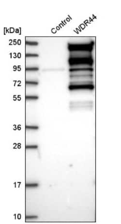 WDR44 Antibody, Novus Biologicals 25 &mu;L; Unlabeled:Antibodies, Polyclonal